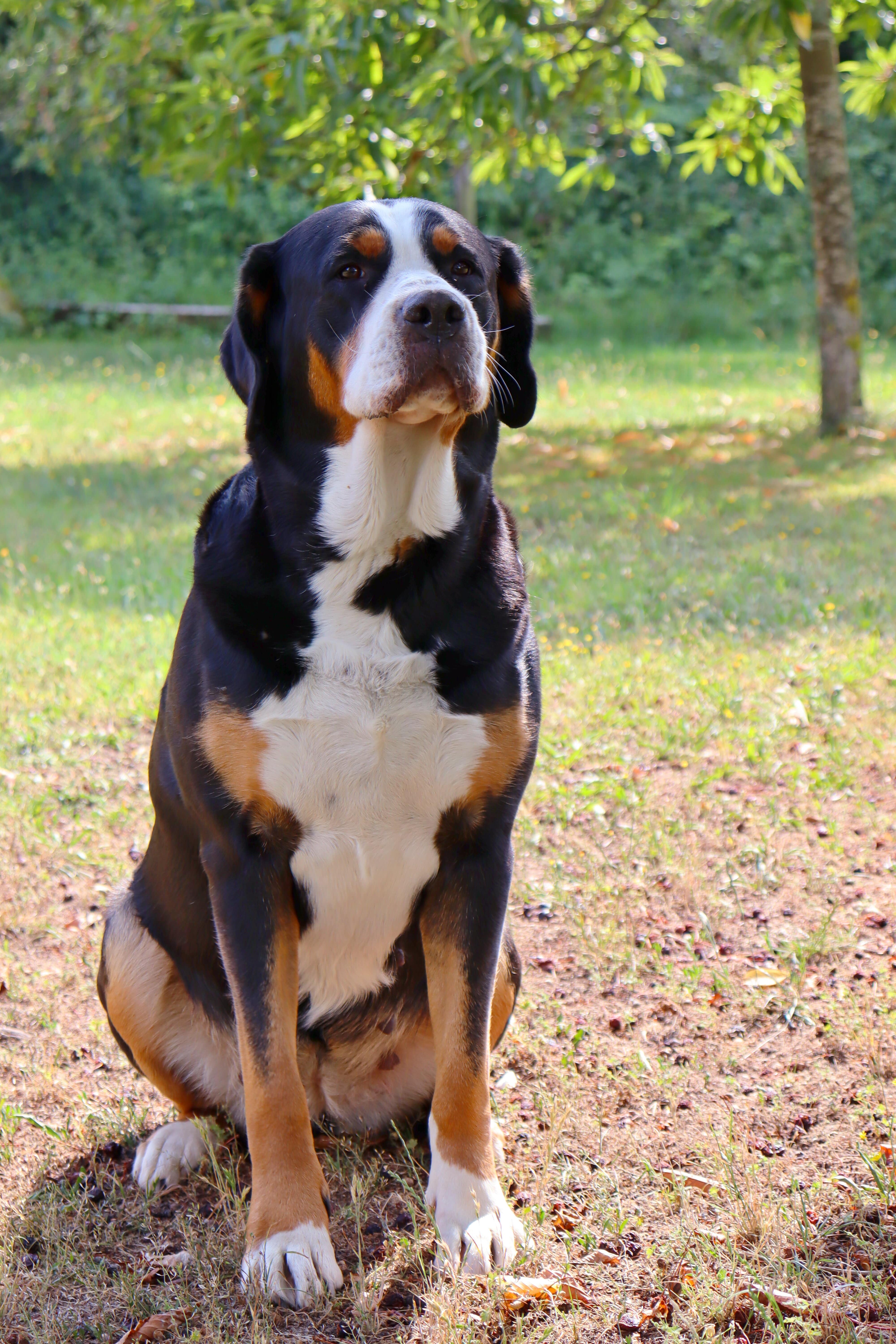 dog4